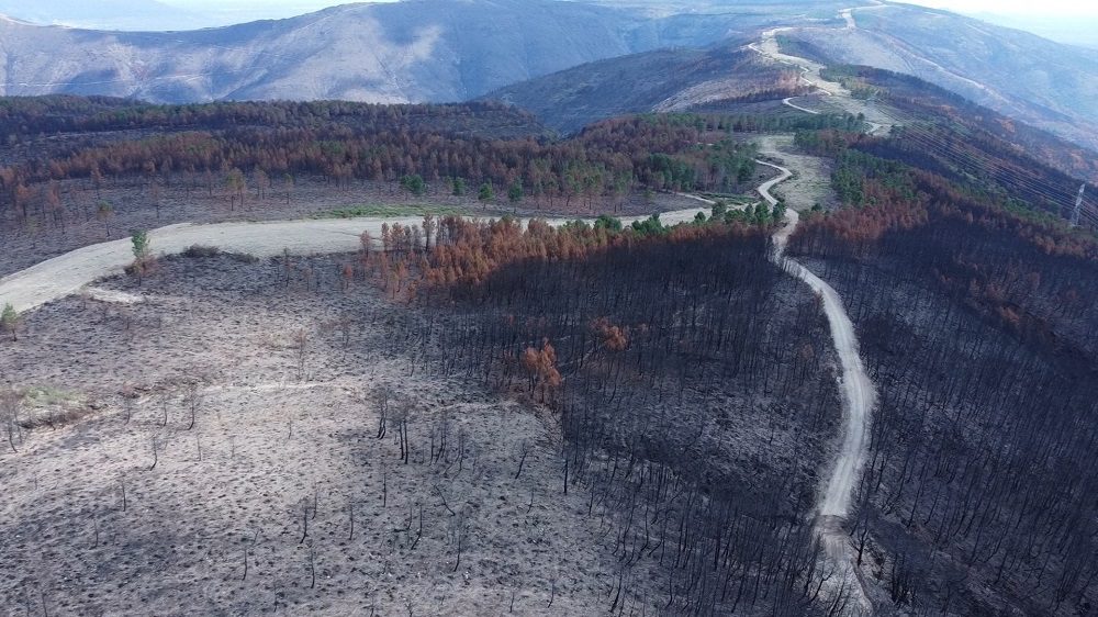 01 - Inventario de Plagas Forestales en el Norte de Extremadura