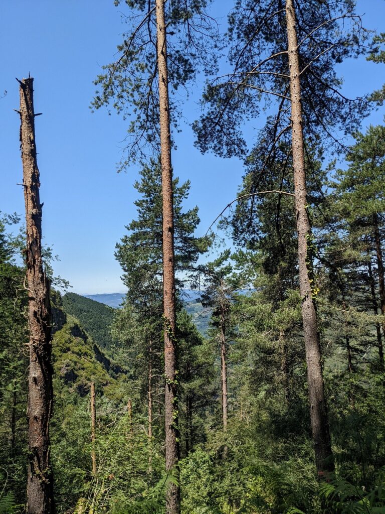 02 Plagas Forestales en Galicia