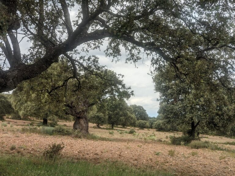 Inventario de Plagas Forestales en el Norte de Extremadura
