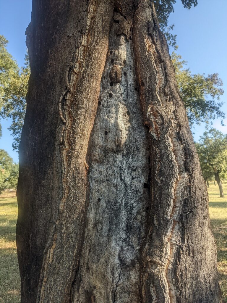 08 - Inventario de Plagas Forestales en el Norte de Extremadura