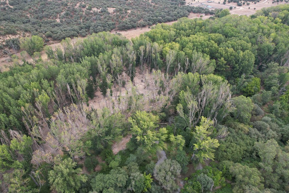 Detección de Phytophthora cinnamomi en Alisos del Alberche