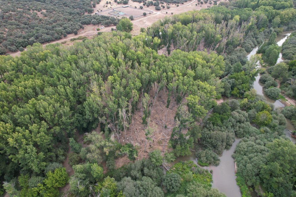 Detección de Phytophthora cinnamomi en Alisos del Alberche