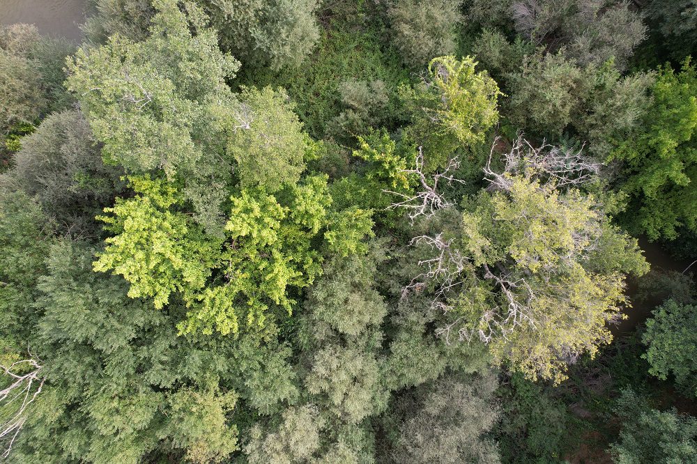 Detección de Phytophthora cinnamomi en Alisos del Alberche