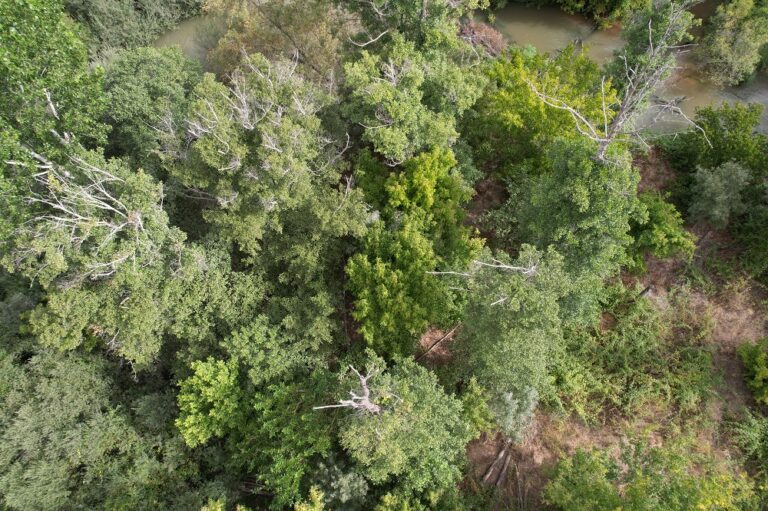 Detección de Phytophthora cinnamomi en Alisos del Alberche