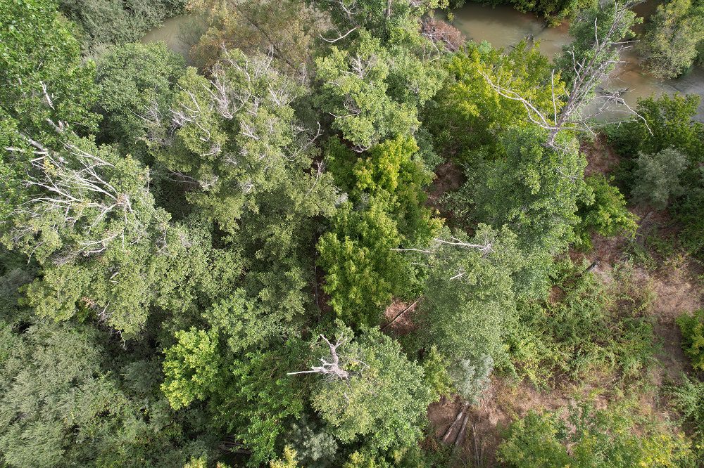 Detección de Phytophthora cinnamomi en Alisos del Alberche