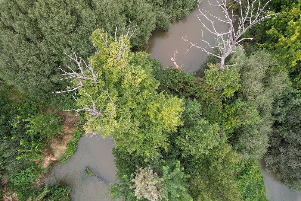 Detección de Phytophthora cinnamomi en Alisos del Alberche