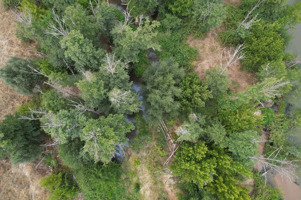 Detección de Phytophthora cinnamomi en Alisos del Alberche