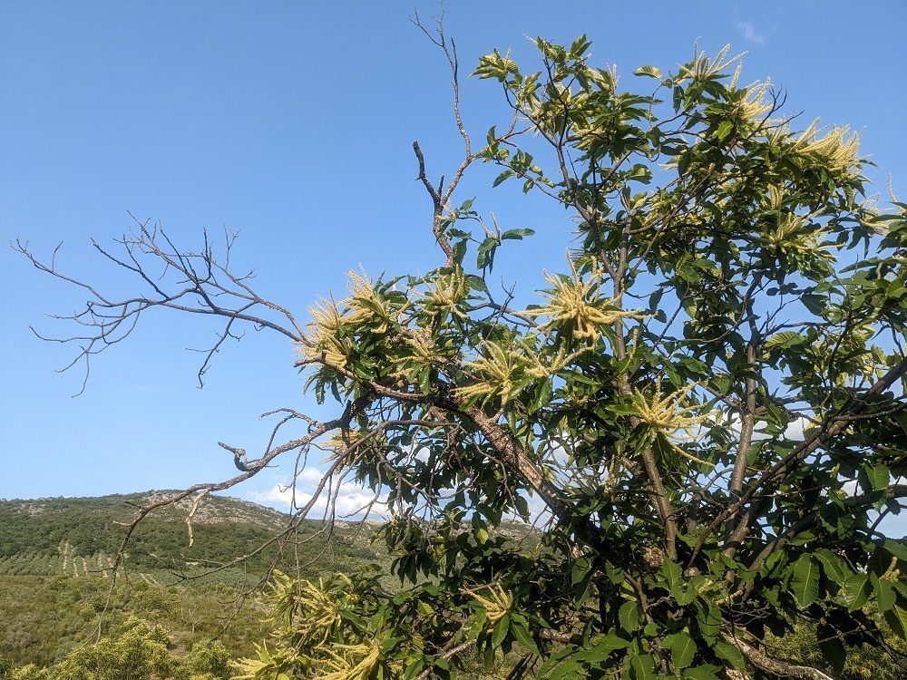 Inventario de Plagas Forestales en el Norte de Extremadura